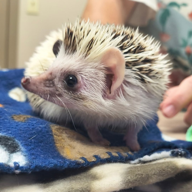 Towne South Animal Hospital 