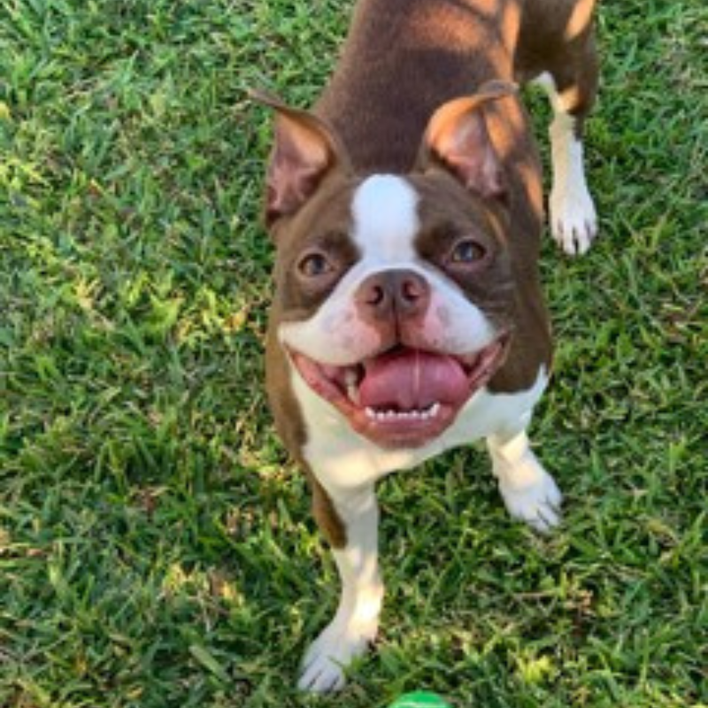 Towne South Animal Hospital