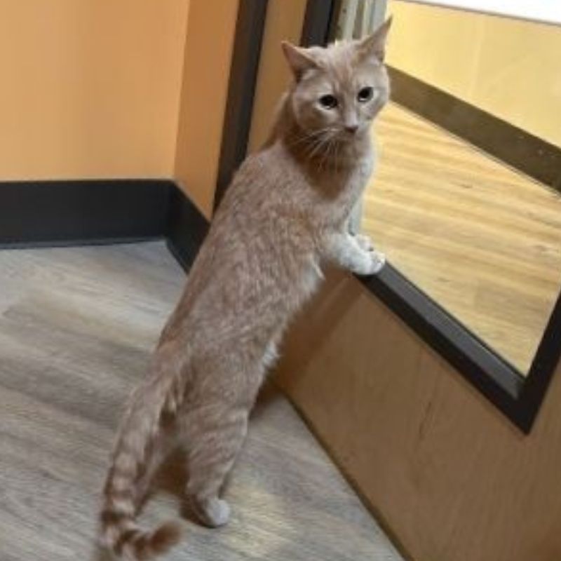 Uniquely Cats Veterinary Center