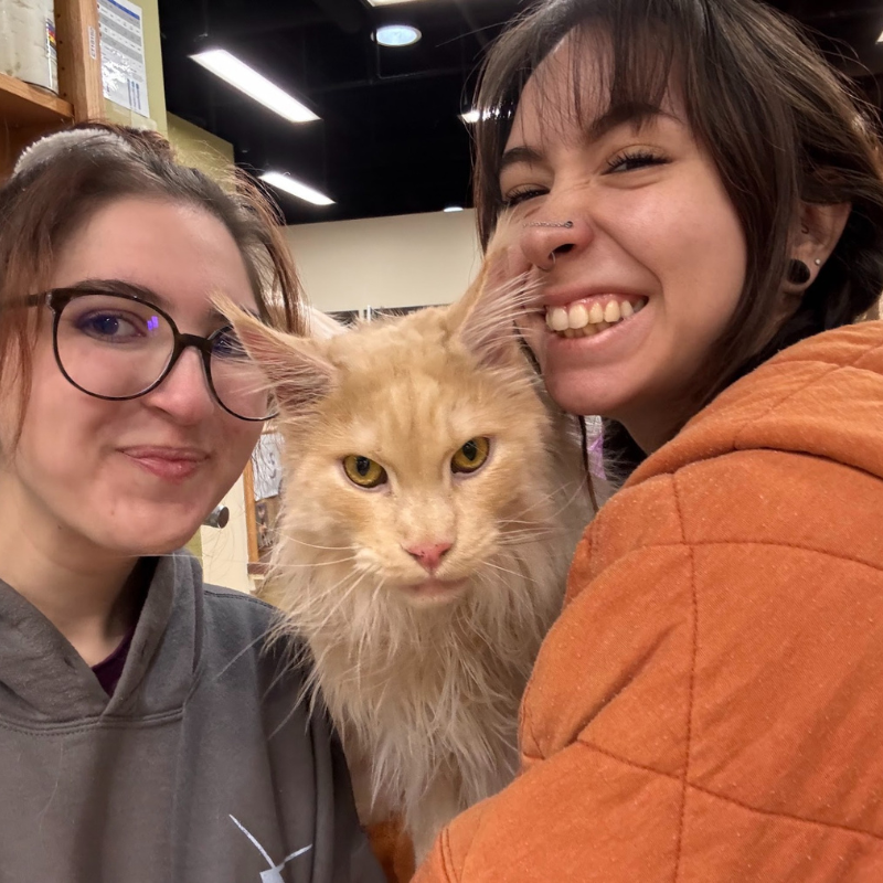 Uniquely Cats Veterinary Center