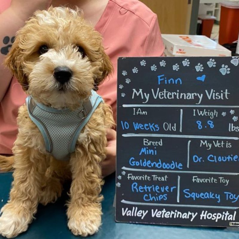 Valley Veterinary Hospital