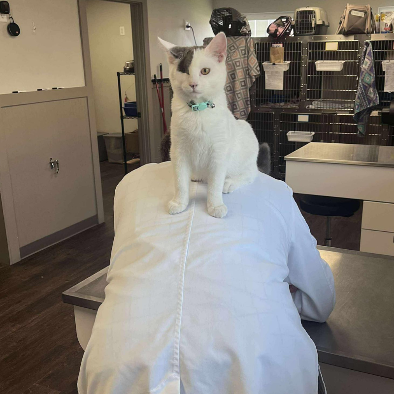 Elk Creek Animal Hospital of Hikes Point