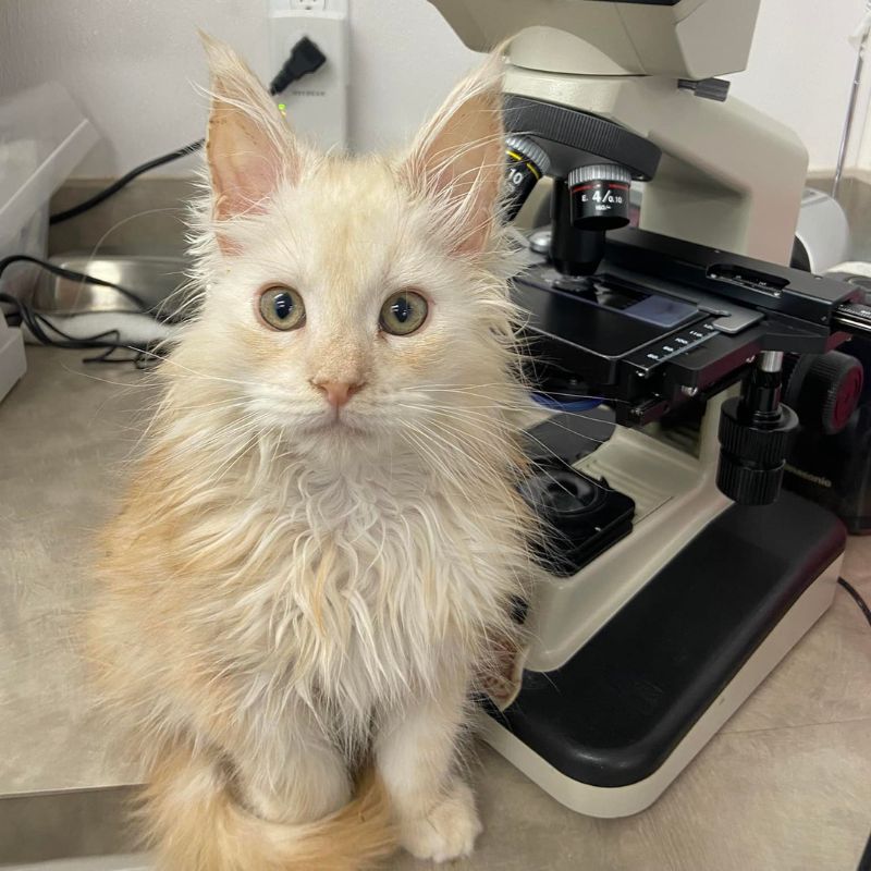 South Side Animal Hospital