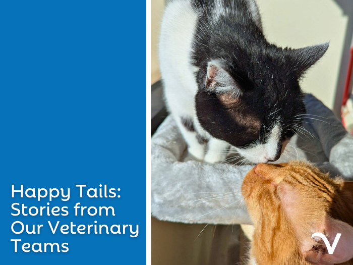 Happy Tails: Stories from Our Veterinary Teams