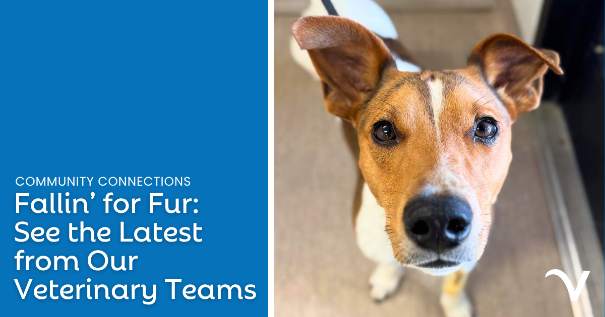 Fallin’ for Fur: See the Latest from Our Veterinary Teams