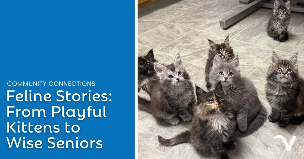 Feline Stories: From Playful Kittens to Wise Seniors