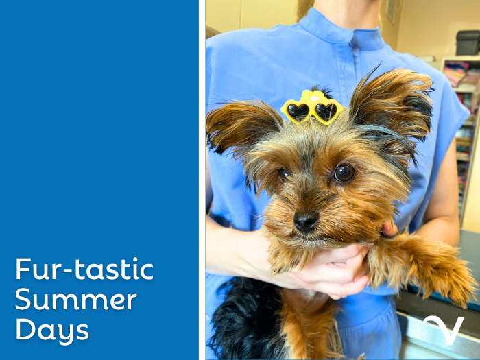 Fur-tastic Summer Days
