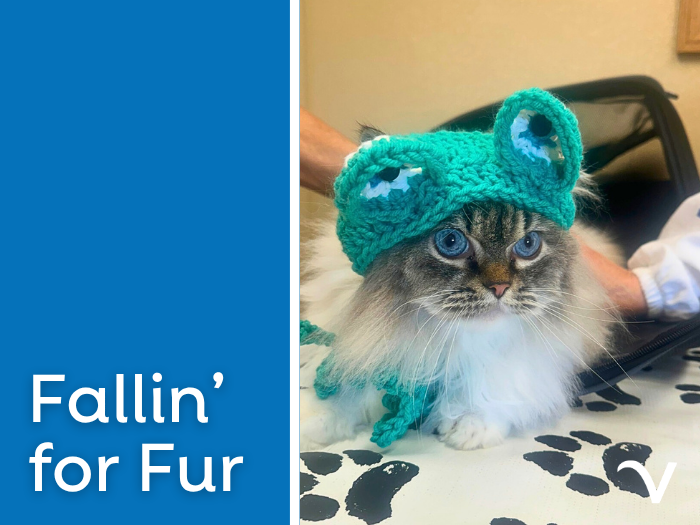 Fallin’ for Fur: See the Latest from Our Veterinary Teams