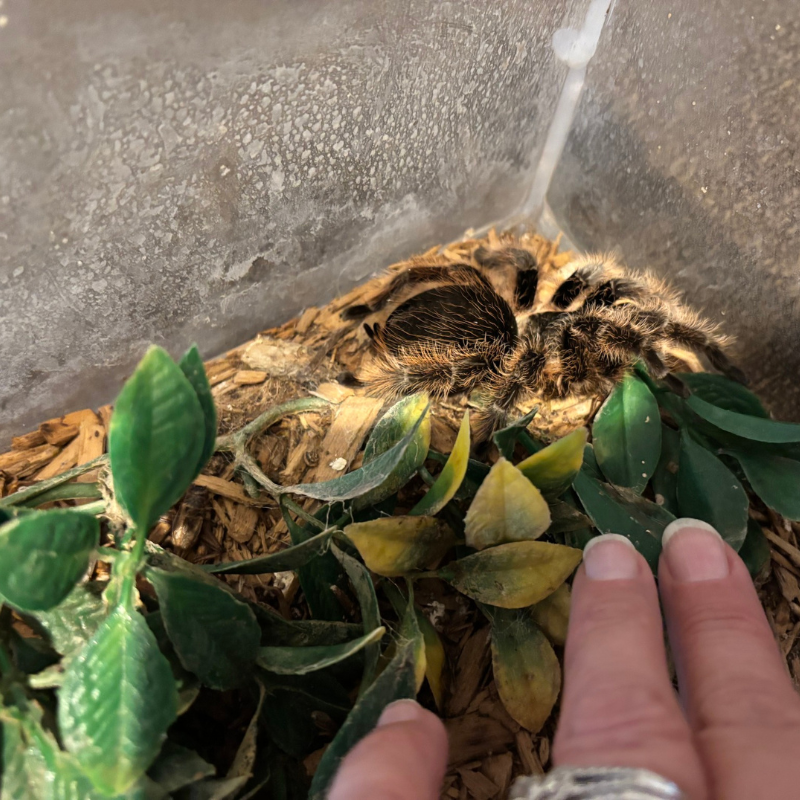 Seidl Veterinary Hospital