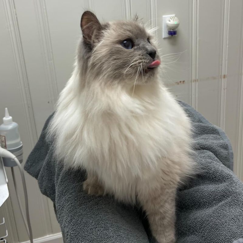 Taunton Cat Hospital