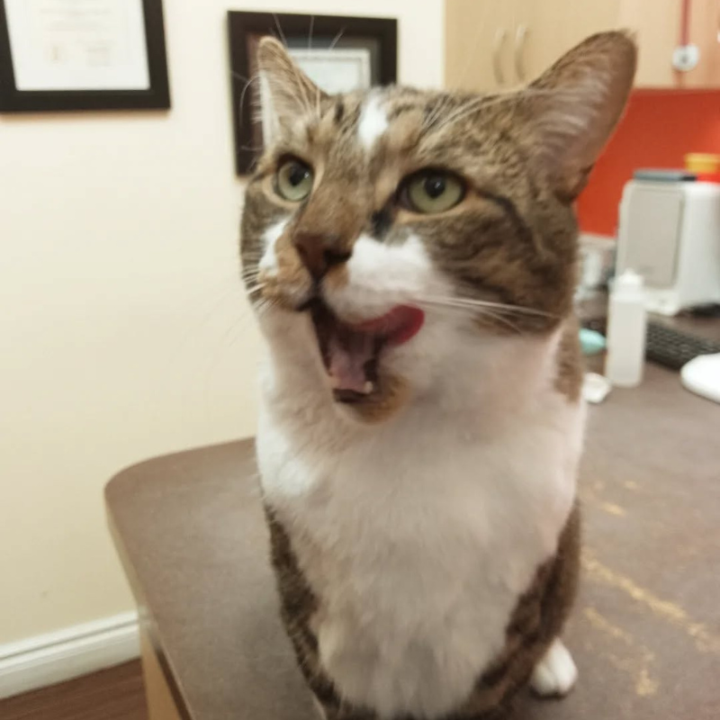 Downtown Toronto Cat Clinic