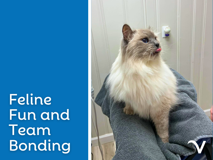 Feline Fun and Team Bonding