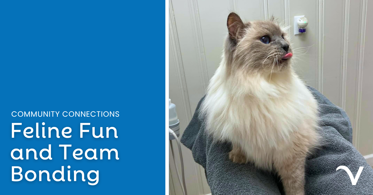 Feline Fun and Team Bonding