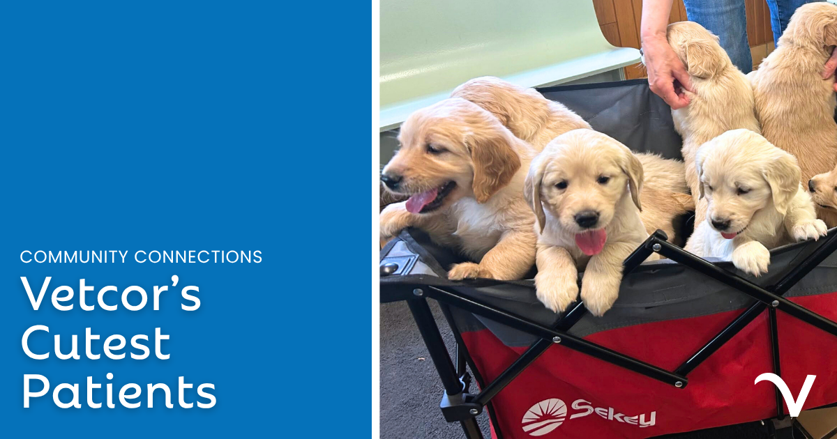 The Fluff Report: Vetcor’s Cutest Patients