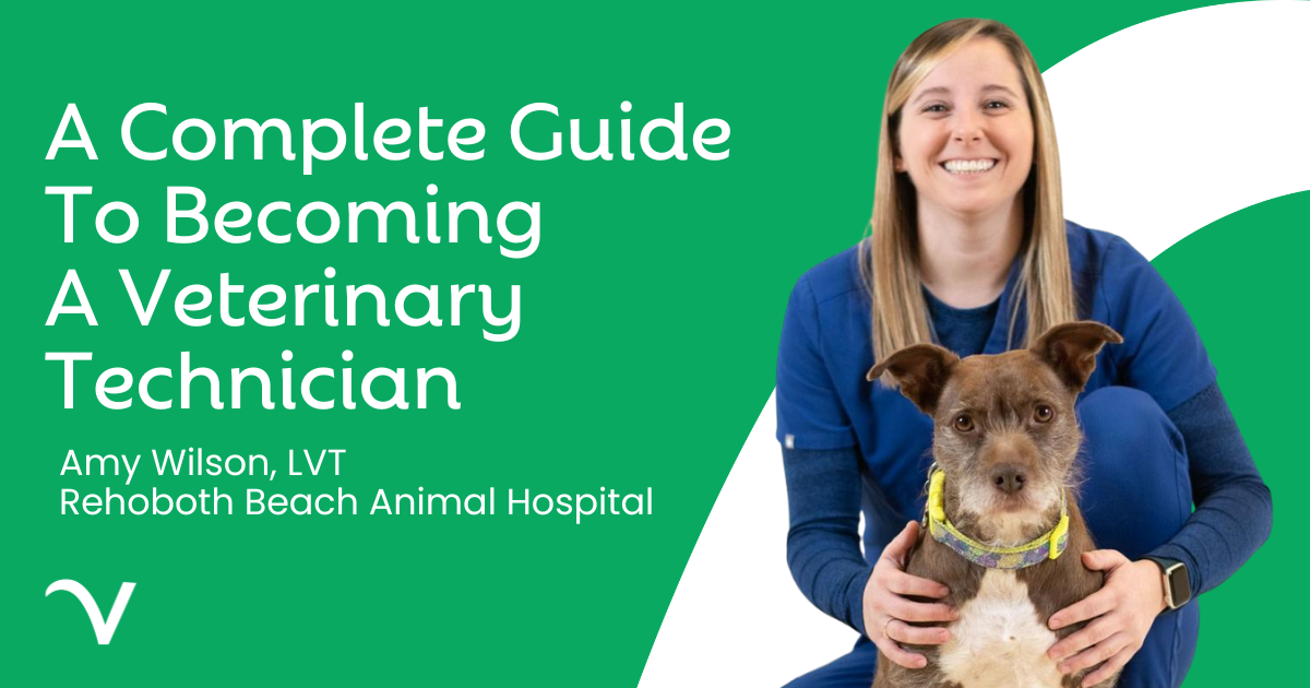 How to Become a Veterinary Technician: A Complete Guide