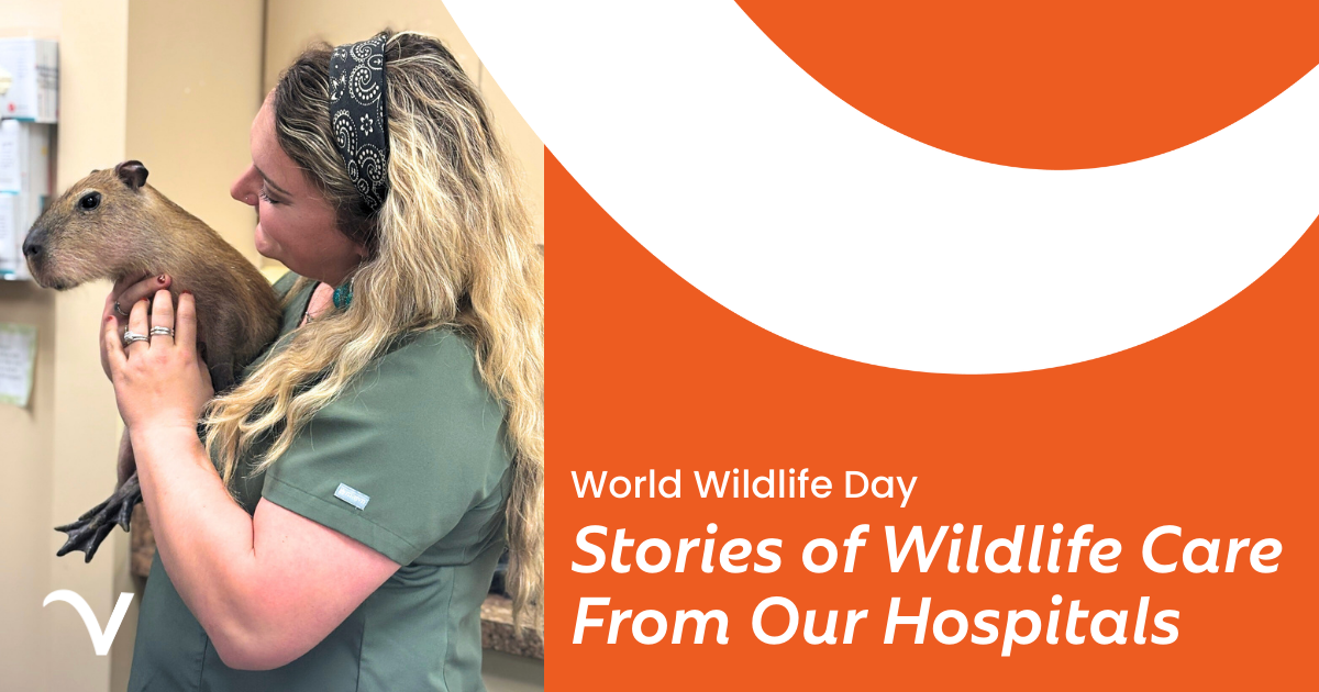 Stories of Wildlife Care From Our Hospitals