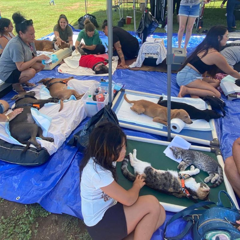 North Shore Veterinary Clinic Aloha Affordable Veterinary Services