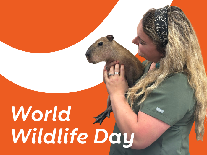 Stories of Wildlife Care From Our Hospitals