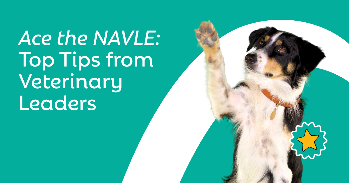 Ace The NAVLE: Top Tips from Veterinary Leaders