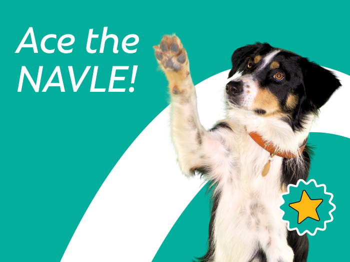 Ace The NAVLE: Top Tips from Veterinary Leaders