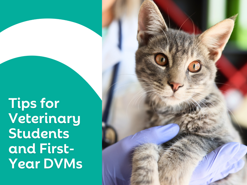 Your Questions, Answered: Tips for Veterinary Students and First-Year Veterinarians