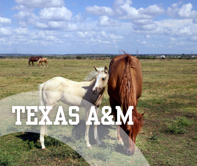 Texas A&M