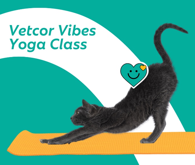 Vetcor Vibes: Virtual Info Session + Yoga Class